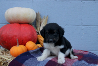 puppy, for, sale, Bernadoodle, Matthew B. Stoltzfus, dog, breeder, Gap, PA, dog-breeder, puppy-for-sale, forsale, nearby, find, puppyfind, locator, puppylocator, aca